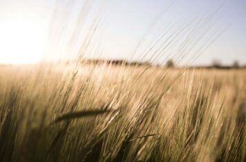 Grass field in Gotland, Sweden