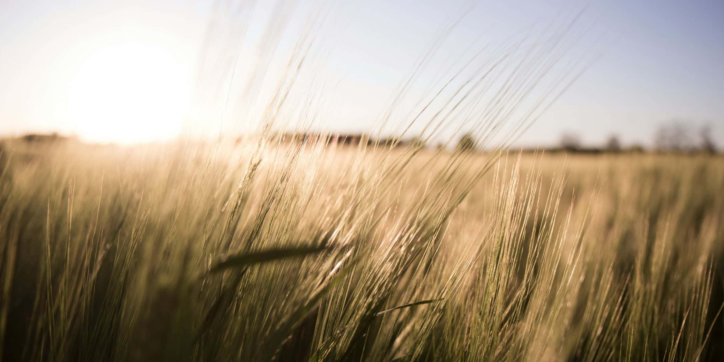 Grass field in Gotland, Sweden